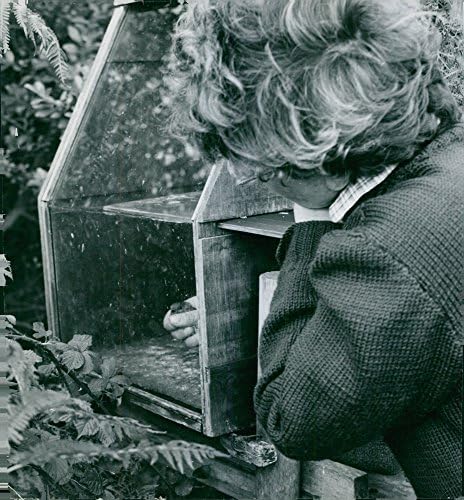 Vintage fotografija žene stavlja pticu na kavez. 30. oktobra 1954.