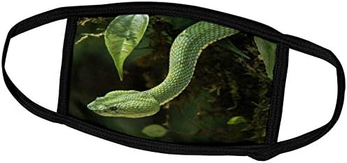 3dRose Danita Delimont - zmije-zmija za trepavice u zatočeništvu, Bothriechis schlegelii, Ekvador. - Maske Za Lice