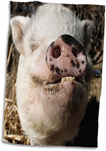 3D Rose pet Pot Trbušasta svinja-Farmska životinja-Novi Meksiko-Us32 Jmr0497-Julien McRoberts ruka / sportski ručnik,15 x 22
