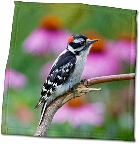 3Droza Downy Woodpecker u blizini cvijeća, Marion, Illinois, Sjedinjene Američke države. - Ručnici