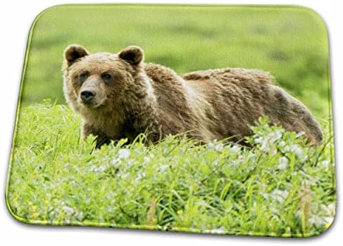 3drose Grizzly Bear, Sacred Headwaters, Britanski... - Prostirke Za Kupatilo