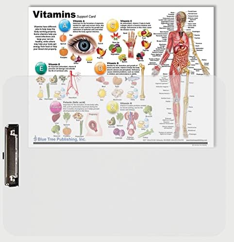 Međuspremnik vitamina i anatomije